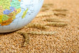 Globe on wheat grains, closeup.