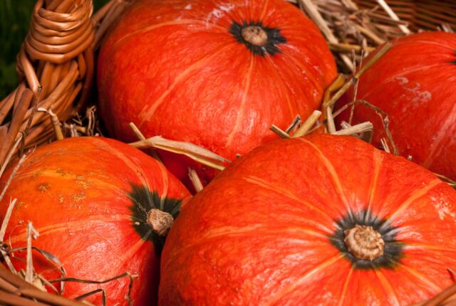 pumpkins in a basket