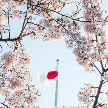 kwitnące drzewa wini i flaga Japonii