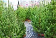 Many christmas trees in the christmas tree market