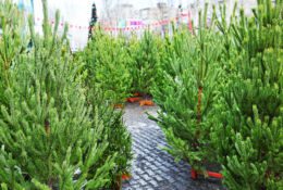 Many christmas trees in the christmas tree market